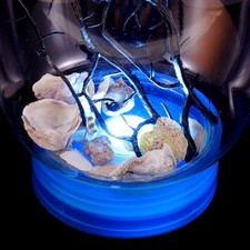 Acquario Ecosistemico Acquario