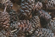 Coni di ontano da applicare in